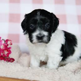 Betsy - Black and white female Coton de Tulear puppy in Forney, Texas from Buttercup Cotons of Texas