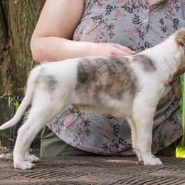 Silken Windhound Puppies from Silken Agents of CSBeck