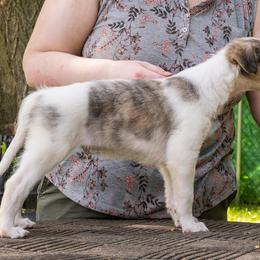 Silken Windhound Puppies from Silken Agents of CSBeck
