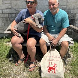 Red collar, blue female - Blue female Great Dane puppy in Wimberley, Texas from Heart of Texas Great Danes