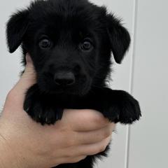 Red male - Black German Shepherd puppy in Fredericksburg, Virginia from Trinity German Shepherd Dogs
