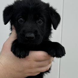 Red male - Black German Shepherd puppy in Fredericksburg, Virginia from Trinity German Shepherd Dogs