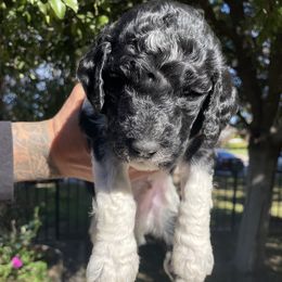 Goldendoodles and Labradoodles from Diaz Doodles
