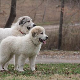 Great Pyrenees and Leonberger Puppies from Easter Acres