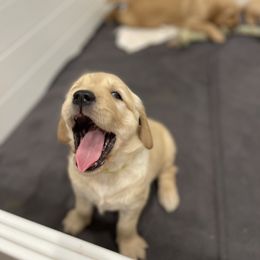 Golden Retriever Puppies from Upper Park Goldens