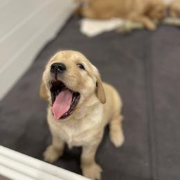 Golden Retriever Puppies from Upper Park Goldens