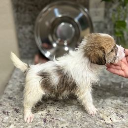 Russell Terrier puppies from Oak Creek Jacks
