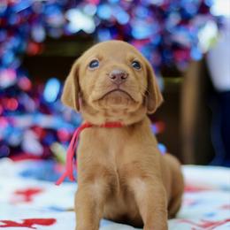 Freedom - Golden rust male Vizsla puppy in Bloomington, Indiana from Envizion