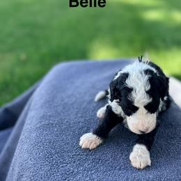 Mr. Tan-Blue - Black and white male Aussiedoodle puppy in Williamsburg, Iowa from Terry Lynn's Aussiedoodles/Blue Dog Ranch