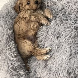 Red girl - Red female Cockapoo puppy in Colorado from Garrett Doodles