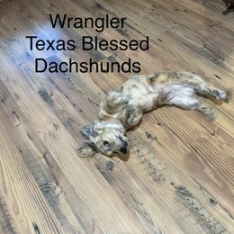 Wrangler - Brindle male Dachshund puppy in Dike, Texas from Texas Blessed Dachshunds