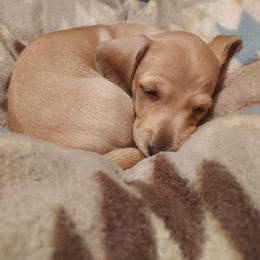 Cheerio - Fawn (Isabella) female Dachshund puppy in Memphis, Texas from Weiner Warriors