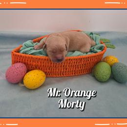 Mortimer (Morty) - Dark golden male Golden Retriever puppy in Driggs, Idaho from SK Golden Retrievers