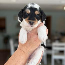 Vesper - Tri-color female Bernedoodle puppy in Henry, Illinois from Rowe Farms Doodles