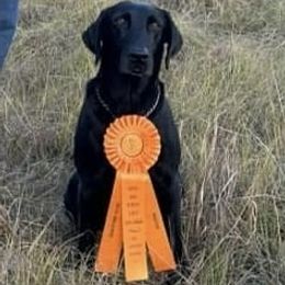 Betty - Labrador Retriever