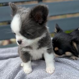 Leah - Blue and white female Chihuahua puppy in Amity, Pennsylvania from Rhoda and Verna
