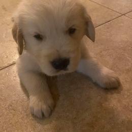 Golden Retriever Puppies from Verona Goldens