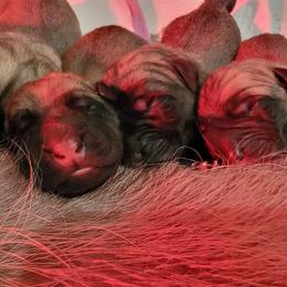 Cobain (burgundy) - Fawn male Mastiff puppy in Conroe, Texas from Southern Star English Mastiffs