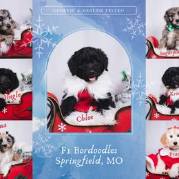 Bordoodle Puppies from 2J 2K Bordoodles