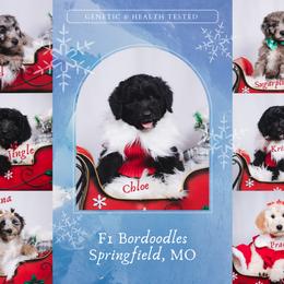 Bordoodle Puppies from 2J 2K Bordoodles