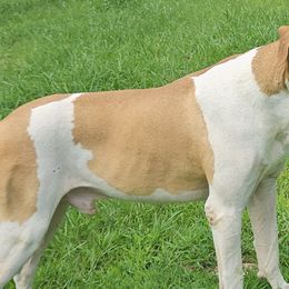 Great Danes from Days danes