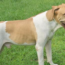 Great Danes from Days danes
