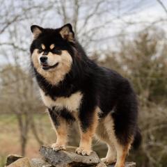 Mika - Finnish Lapphund