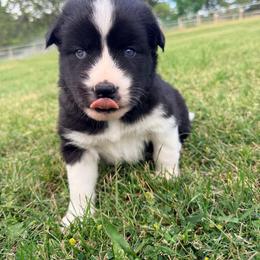 Layne aka Aya - Agouti and white female Siberian Husky puppy in Corvallis, Montana from Double H Siberians