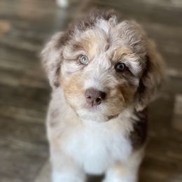 Aussiedoodle Puppies from Gore Doodle Ranch