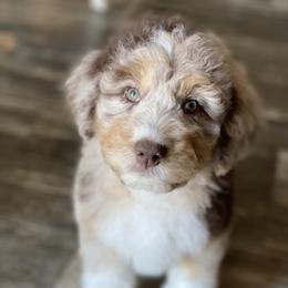 Aussiedoodle Puppies from Gore Doodle Ranch