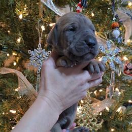 Oggie - Blue male Great Dane puppy in Caldwell, Idaho from Miner's Dynamic Danes