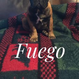 French Bulldog Puppies from Golden Oak Gypsy