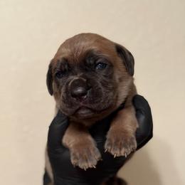 Valentino - Gray and fawn male Cane Corso puppy in Houston, Texas from Mortaio Cane Corso