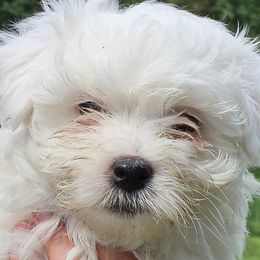 Cotons de Tulear from Ferne's Kintana Cotons