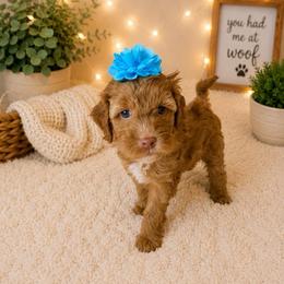Glory - Purple Collar - Apricot female Goldendoodle puppy in Huntsville, Alabama from Falcon Ridge Doodles