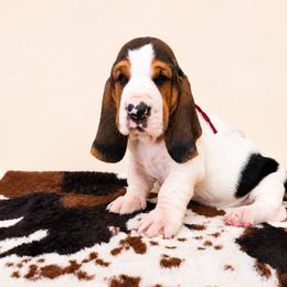Yarely - Black white and brown female Basset Hound puppy in Denison, Texas from Emma Lou's Baby Bassets