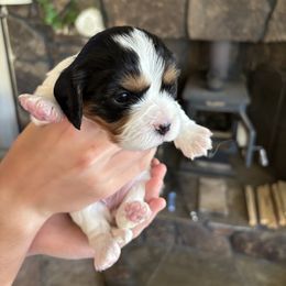 Cavalier King Charles Spaniel and Labrador Retriever Puppies from This & That Ranch