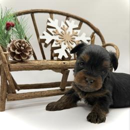 Fergus - Black and tan male Yorkshire Terrier puppy in Hastings, Nebraska from Promise Land Pets