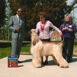 Afghan Hound and Havanese All Grown Up from Dragonfly Kennels