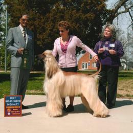 Afghan Hound and Havanese All Grown Up from Dragonfly Kennels
