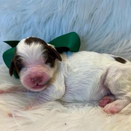 Green Boy - Brown and white male Bernedoodle puppy in The Woodlands, Texas from Gracie's Goldendoodles and Bernedoodles of The Woodlands