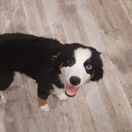 Black tri male - Black Toy Australian Shepherd puppy in Rochester, Minnesota from Aussies Done Wright