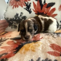 Shaded cream piebald - Cream female Dachshund puppy in Mount Vernon, Ohio from Double A Dachshunds