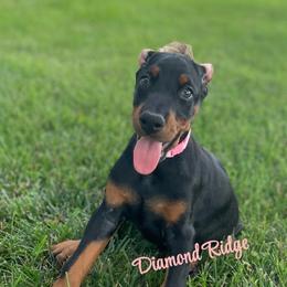 Light pink collared girl - Black and rust female Doberman Pinscher puppy in Winamac, Indiana from DIAMOND RIDGE DOBERMANS