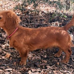 Peanut - Dachshund