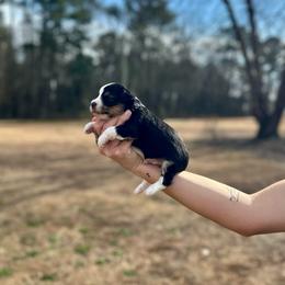 Lucas Sinclair - Black tri-color male Aussiedoodle puppy in Dunn, North Carolina from Sandy Creek Kennels