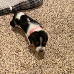 Girl 1 Pink - Black and white female Beagle puppy in Crestview, Florida from Alicia's Beagles