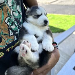 Siberian Husky Puppies from Ucanan Huskies