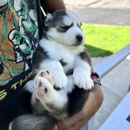 Siberian Husky Puppies from Ucanan Huskies