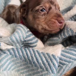 Red collar Dapple boy - Dapple male Dachshund puppy in St. Agatha, Maine from Spruce Valley Miniature Dachshunds & Boston Terriers